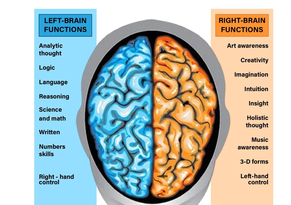 Functions of the Brain